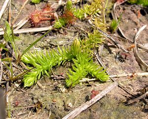 Lycopodiella inundata (Lycopodiaceae)  - Lycopode des tourbières, Lycopode inondé - Marsh Clubmoss Ardennes [France] 12/06/2005 - 310m