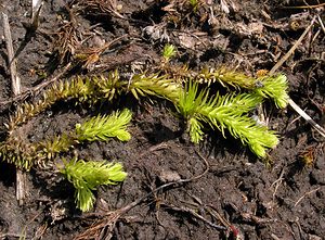 Lycopodiella inundata (Lycopodiaceae)  - Lycopode des tourbières, Lycopode inondé - Marsh Clubmoss Ardennes [France] 12/06/2005 - 310m