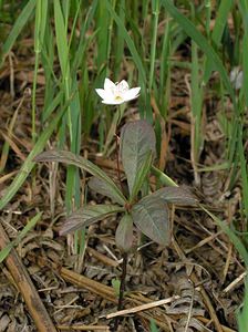 Lysimachia europaea (Primulaceae)  - Lysimaque d'Europe, Trientale d'Europe - Starflower Ardennes [France] 12/06/2005 - 480m