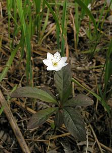 Lysimachia europaea (Primulaceae)  - Lysimaque d'Europe, Trientale d'Europe - Starflower Ardennes [France] 12/06/2005 - 480m