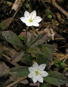 Lysimachia europaea (Primulaceae)  - Lysimaque d'Europe, Trientale d'Europe - Starflower Ardennes [France] 12/06/2005 - 480m