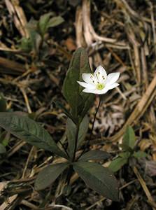 Lysimachia europaea (Primulaceae)  - Lysimaque d'Europe, Trientale d'Europe - Starflower Ardennes [France] 12/06/2005 - 480m