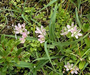 Lysimachia tenella (Primulaceae)  - Lysimaque délicate, Mouron délicat - Bog Pimpernel  [Pays-Bas] 25/06/2005