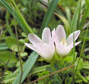 Lysimachia tenella (Primulaceae)  - Lysimaque délicate, Mouron délicat - Bog Pimpernel  [Pays-Bas] 25/06/2005