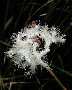 Menyanthes trifoliata (Menyanthaceae)  - Ményanthe trifolié, Trèfle d'eau, Ményanthe, Ményanthe trèfle d'eau - Bogbean Haute-Marne [France] 05/06/2005 - 380m