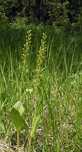 Neottia ovata (Orchidaceae)  - Néottie ovale, Grande Listère, Double-feuille, Listère à feuilles ovales, Listère ovale - Common Twayblade Aube [France] 03/06/2005 - 250m