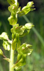 Neottia ovata (Orchidaceae)  - Néottie ovale, Grande Listère, Double-feuille, Listère à feuilles ovales, Listère ovale - Common Twayblade Aube [France] 03/06/2005 - 250m