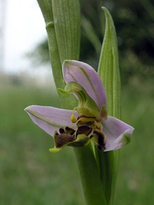 Ophrys apifera (Orchidaceae)  - Ophrys abeille - Bee Orchid Aube [France] 03/06/2005 - 340m