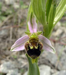 Ophrys apifera (Orchidaceae)  - Ophrys abeille - Bee Orchid Aube [France] 03/06/2005 - 340m