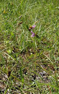 Ophrys apifera (Orchidaceae)  - Ophrys abeille - Bee Orchid Marne [France] 18/06/2005 - 220m