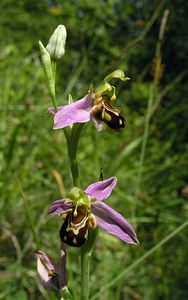 Ophrys apifera (Orchidaceae)  - Ophrys abeille - Bee Orchid Marne [France] 18/06/2005 - 220m