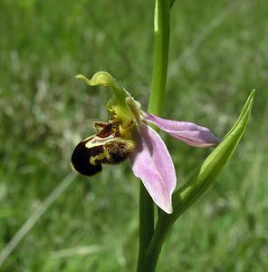 Ophrys apifera (Orchidaceae)  - Ophrys abeille - Bee Orchid Marne [France] 18/06/2005 - 220m