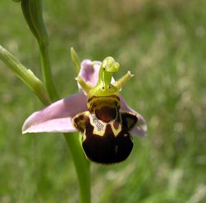 Ophrys apifera (Orchidaceae)  - Ophrys abeille - Bee Orchid Marne [France] 18/06/2005 - 220m