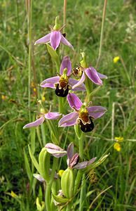 Ophrys apifera (Orchidaceae)  - Ophrys abeille - Bee Orchid  [Pays-Bas] 25/06/2005