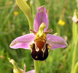 Ophrys apifera (Orchidaceae)  - Ophrys abeille - Bee Orchid  [Pays-Bas] 25/06/2005