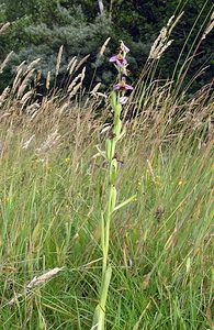 Ophrys apifera (Orchidaceae)  - Ophrys abeille - Bee Orchid  [Pays-Bas] 25/06/2005