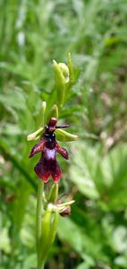 Ophrys insectifera (Orchidaceae)  - Ophrys mouche - Fly Orchid Cote-d'Or [France] 04/06/2005 - 370m