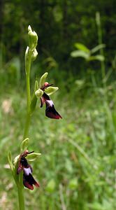 Ophrys insectifera (Orchidaceae)  - Ophrys mouche - Fly Orchid Cote-d'Or [France] 04/06/2005 - 370m