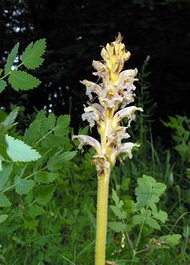 Orobanche alsatica (Orobanchaceae)  - Orobanche d'Alsace Aube [France] 03/06/2005 - 340mparasite sur peucedanum cervaria
