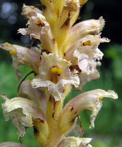 Orobanche alsatica (Orobanchaceae)  - Orobanche d'Alsace Aube [France] 03/06/2005 - 340mparasite sur peucedanum cervaria