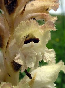 Orobanche caryophyllacea (Orobanchaceae)  - Orobanche oeillet, Orobanche giroflée, Orobanche à odeur d'oeillet, Orobanche du gaillet - Bedstraw Broomrape Aube [France] 03/06/2005 - 230m