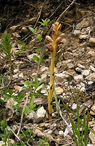Orobanche teucrii (Orobanchaceae)  - Orobanche de la germandrée Haute-Marne [France] 05/06/2005 - 380m
