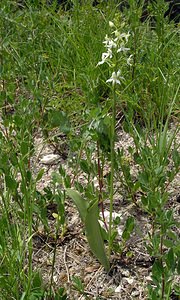 Platanthera bifolia (Orchidaceae)  - Platanthère à deux feuilles, Platanthère à fleurs blanches - Lesser Butterfly-orchid Aube [France] 03/06/2005 - 250m