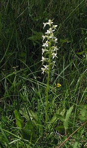 Platanthera bifolia (Orchidaceae)  - Platanthère à deux feuilles, Platanthère à fleurs blanches - Lesser Butterfly-orchid Aube [France] 03/06/2005 - 250m