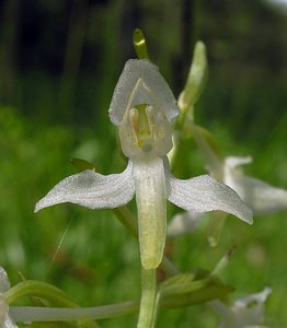 Platanthera bifolia (Orchidaceae)  - Platanthère à deux feuilles, Platanthère à fleurs blanches - Lesser Butterfly-orchid Aube [France] 03/06/2005 - 250m