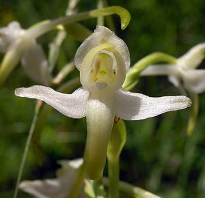 Platanthera bifolia (Orchidaceae)  - Platanthère à deux feuilles, Platanthère à fleurs blanches - Lesser Butterfly-orchid Marne [France] 18/06/2005 - 130m