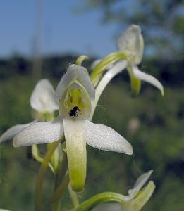 Platanthera bifolia (Orchidaceae)  - Platanthère à deux feuilles, Platanthère à fleurs blanches - Lesser Butterfly-orchid Marne [France] 18/06/2005 - 220m
