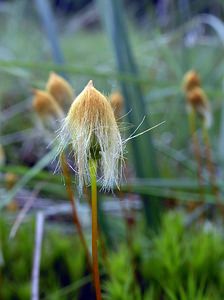 Polytrichum commune (Polytrichaceae)  - Common Haircap Ardennes [France] 12/06/2005 - 460m