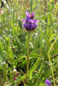 Prunella vulgaris (Lamiaceae)  - Herbe Catois - Selfheal  [Pays-Bas] 25/06/2005