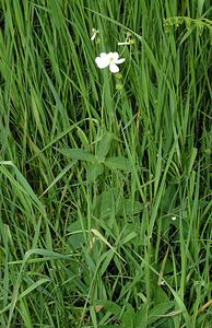 Ranunculus platanifolius (Ranunculaceae)  - Renoncule à feuilles de platane Ardennes [France] 12/06/2005 - 420m
