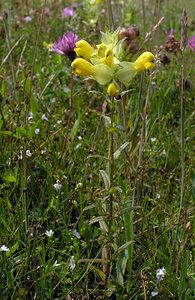 Rhinanthus angustifolius (Orobanchaceae)  - Rhinanthe à feuilles étroites, Rhinanthe à grandes fleurs - Greater Yellow-rattle  [Pays-Bas] 25/06/2005