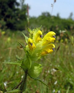 Rhinanthus angustifolius (Orobanchaceae)  - Rhinanthe à feuilles étroites, Rhinanthe à grandes fleurs - Greater Yellow-rattle  [Pays-Bas] 25/06/2005