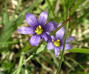 Sisyrinchium montanum (Iridaceae)  - Sisyrinchium des montagnes, Bermudienne des montagnes, Bermudienne montagnarde - American Blue-eyed-grass Haute-Marne [France] 04/06/2005 - 430m