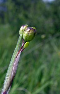 Sisyrinchium montanum (Iridaceae)  - Sisyrinchium des montagnes, Bermudienne des montagnes, Bermudienne montagnarde - American Blue-eyed-grass Haute-Marne [France] 04/06/2005 - 430m