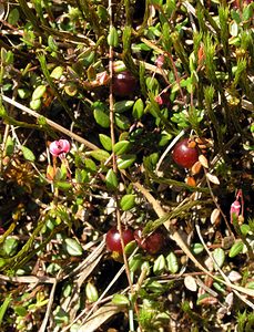 Vaccinium oxycoccos (Ericaceae)  - Airelle canneberge, Canneberge à gros fruits, Canneberge commune - Cranberry Ardennes [France] 12/06/2005 - 350m