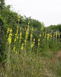 Verbascum densiflorum (Scrophulariaceae)  - Molène à fleurs denses, Molène faux bouillon-blanc, Molène faux thapsus - Dense-flowered Mullein  [Pays-Bas] 25/06/2005