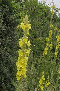 Verbascum densiflorum (Scrophulariaceae)  - Molène à fleurs denses, Molène faux bouillon-blanc, Molène faux thapsus - Dense-flowered Mullein  [Pays-Bas] 25/06/2005