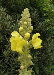 Verbascum densiflorum (Scrophulariaceae)  - Molène à fleurs denses, Molène faux bouillon-blanc, Molène faux thapsus - Dense-flowered Mullein  [Pays-Bas] 25/06/2005