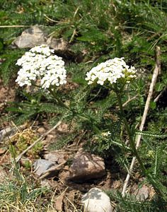 Achillea millefolium (Asteraceae)  - Achillée millefeuille, Herbe au charpentier - Yarrow Sobrarbe [Espagne] 09/07/2005 - 1640m