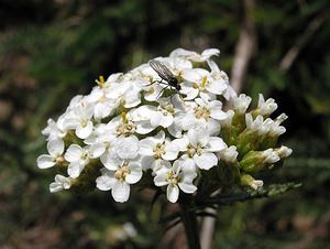 Achillea millefolium (Asteraceae)  - Achillée millefeuille, Herbe au charpentier - Yarrow Sobrarbe [Espagne] 09/07/2005 - 1640m