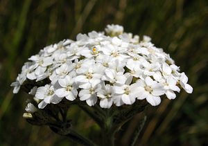 Achillea millefolium (Asteraceae)  - Achillée millefeuille, Herbe au charpentier - Yarrow Kent [Royaume-Uni] 20/07/2005 - 110m