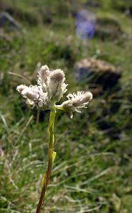 Antennaria dioica (Asteraceae)  - Antennaire dioïque, Patte-de-chat, Pied-de(chat dioïque, Gnaphale dioïque, Hispidule - Mountain Everlasting Ariege [France] 05/07/2005 - 1630m