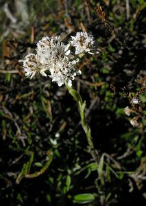 Antennaria dioica (Asteraceae)  - Antennaire dioïque, Patte-de-chat, Pied-de(chat dioïque, Gnaphale dioïque, Hispidule - Mountain Everlasting Ariege [France] 05/07/2005 - 1630m