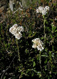 Antennaria dioica (Asteraceae)  - Antennaire dioïque, Patte-de-chat, Pied-de(chat dioïque, Gnaphale dioïque, Hispidule - Mountain Everlasting Ariege [France] 05/07/2005 - 1630m