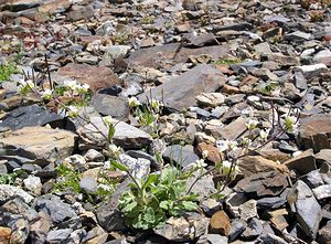 Arabis alpina (Brassicaceae)  - Arabette des Alpes, Corbeille d'argent - Alpine Rock-cress Hautes-Pyrenees [France] 10/07/2005 - 2200m