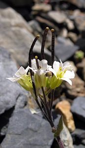 Arabis alpina (Brassicaceae)  - Arabette des Alpes, Corbeille d'argent - Alpine Rock-cress Hautes-Pyrenees [France] 10/07/2005 - 2200m